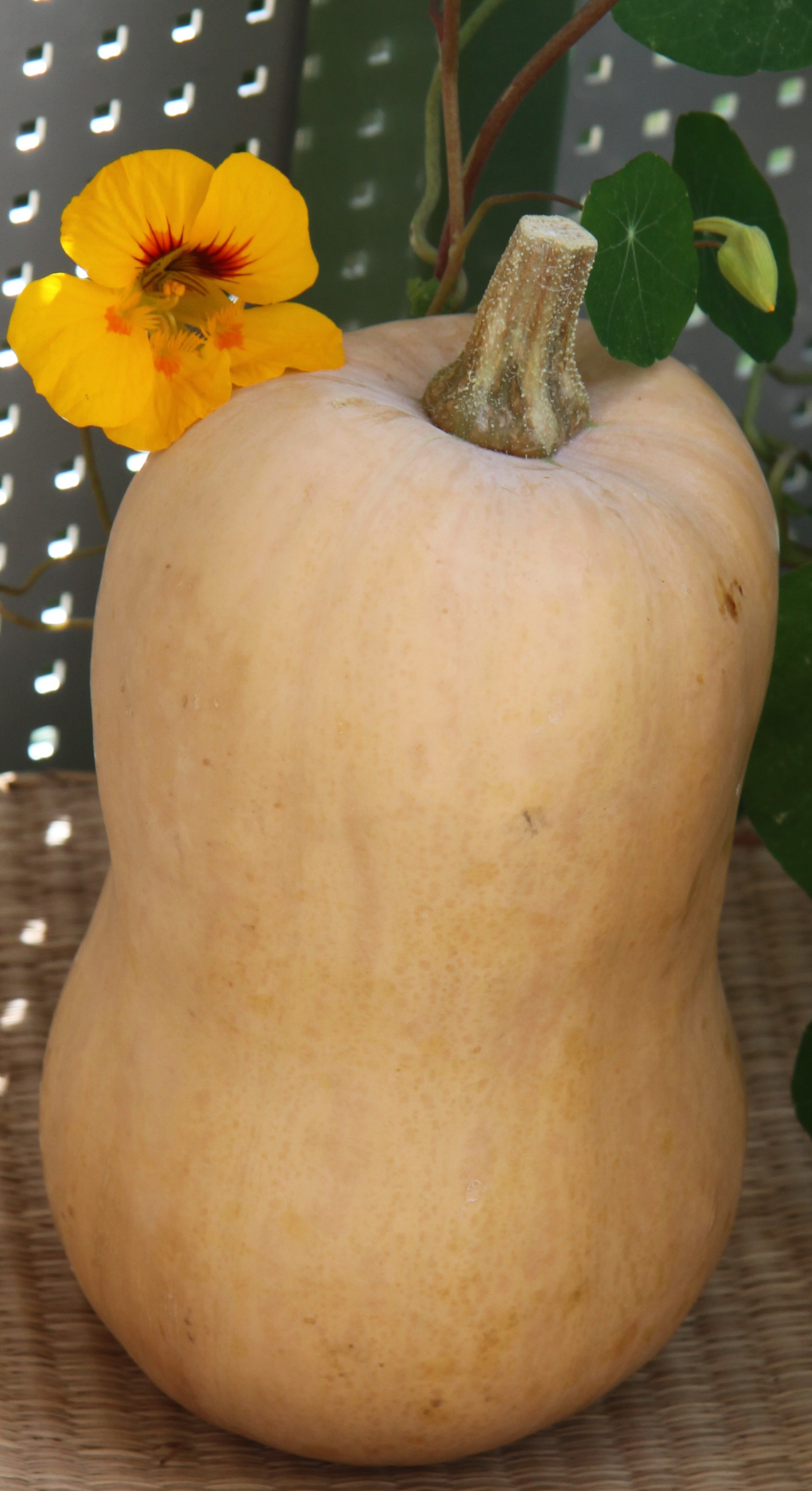 Kuerbis1a